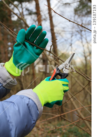 Gardener's hands, clad in bright turquoise gloves, trim rose branches with black pruning shears. Concept for spring gardening, shrub care Gardener's hands, clad in bright turquoise gloves, trim rose branches with black pruning shears. Concept for spring gardening, shrub care 139187193
