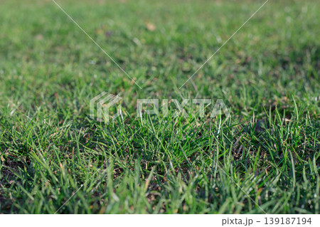 Spring Green Uncut Meadow Grass 139187194