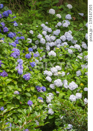 初夏の山肌を彩る青と白の紫陽花の群生 初夏の山肌を彩る青と白の紫陽花の群生 139187305