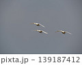 飛翔　コハクチョウ 139187412