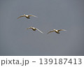 飛翔　コハクチョウ 139187413
