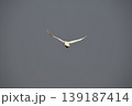 飛翔　コハクチョウ 139187414