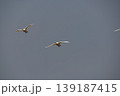 飛翔　コハクチョウ 139187415