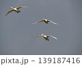 飛翔　コハクチョウ 139187416