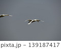 飛翔　コハクチョウ 139187417