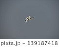 飛翔　コハクチョウ 139187418