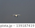 飛翔　コハクチョウ 139187419