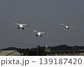 飛翔　コハクチョウ 139187420