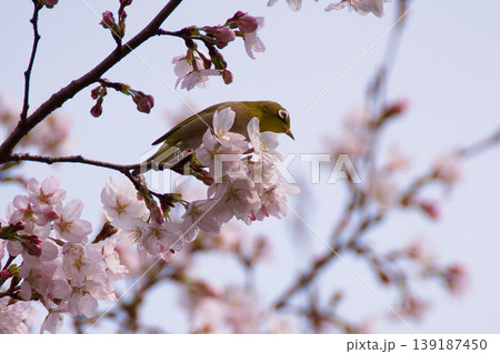 桜とメジロ 桜とメジロ 139187450
