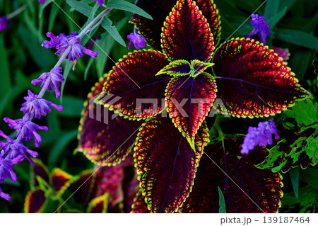 紫の花とコリウスの鮮やかな寄せ植え 紫の花とコリウスの鮮やかな寄せ植え 139187464