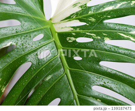 Monstera albo variegated leaves Monstera albo variegated leaves 139187473