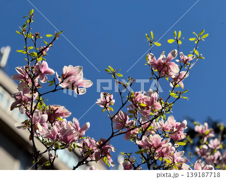 Blooming saucer magnolia canopy against clear blue sky with branching silhouettes. Spring flowering, ornamental tree crown, urban botany, seasonal growth, and natural architecture. Blooming saucer magnolia canopy against clear blue sky with branching silhouettes. Spring flowering, ornamental tree crown, urban botany, seasonal growth, and natural architecture. 139187718