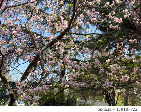 Blooming saucer magnolia canopy against clear blue sky with branching silhouettes. Spring flowering, ornamental tree crown, urban botany, seasonal growth, and natural architecture. 139187722