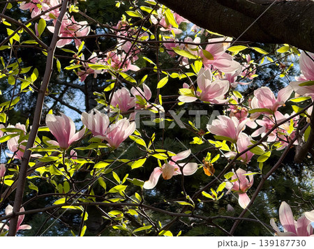 Magnolia blossoms and young leaves illuminated by sunlight among dark branches. Botanical detail, spring bloom, ornamental horticulture, plant development, and natural texture in urban setting. 139187730