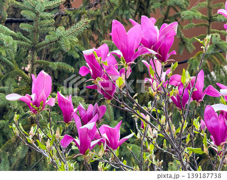 Blooming lily magnolia tree with pink flowers beside an evergreen spruce. Spring flowering, ornamental gardening, urban botany, residential landscaping, and seasonal color. 139187738