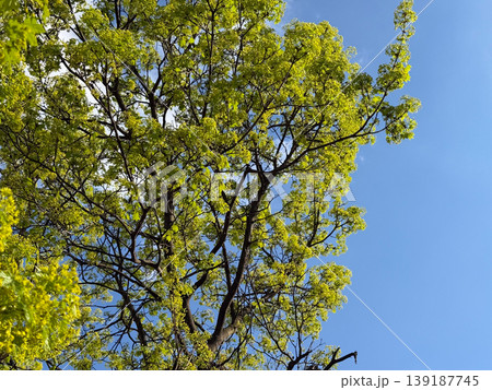 Flowering norway maple branches with fresh spring leaves against a blue sky. Botanical renewal, urban greenery, seasonal growth, pollination, and tree blossom detail. 139187745