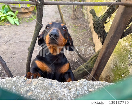 Dachshund puppy looking over a concrete fence between garden branches. Curiosity, pet companionship, domestic boundary, animal behavior, and outdoor neighborhood interaction. Dachshund puppy looking over a concrete fence between garden branches. Curiosity, pet companionship, domestic boundary, animal behavior, and outdoor neighborhood interaction. 139187750