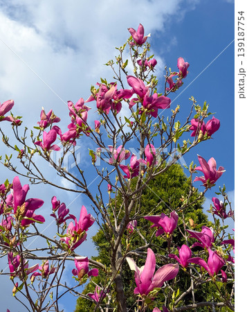 Close-up of pink magnolia blossoms on tree branches in sunny garden. Floral detail, seasonal growth, ornamental plant, and springtime nature Close-up of pink magnolia blossoms on tree branches in sunny garden. Floral detail, seasonal growth, ornamental plant, and springtime nature 139187754