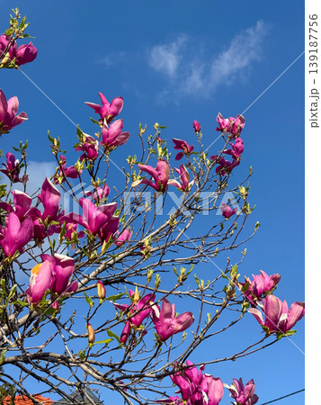 Magnolia branches with pink blossoms and fresh buds under bright blue sky. Spring season, plant growth, floral beauty, and natural environment Magnolia branches with pink blossoms and fresh buds under bright blue sky. Spring season, plant growth, floral beauty, and natural environment 139187756