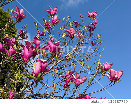 Pink magnolia flowers blooming on branches with blue sky background in sunlight. Spring blossom, ornamental tree, garden beauty, and seasonal nature concept Pink magnolia flowers blooming on branches with blue sky background in sunlight. Spring blossom, ornamental tree, garden beauty, and seasonal nature concept 139187759