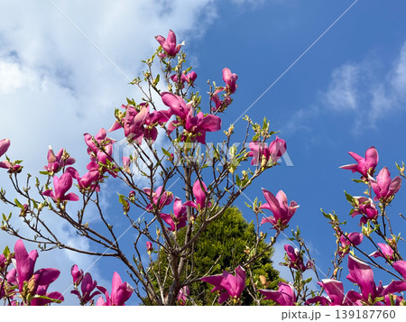 Pink magnolia flowers blooming on branches with blue sky background in sunlight. Spring blossom, ornamental tree, garden beauty, and seasonal nature concept Pink magnolia flowers blooming on branches with blue sky background in sunlight. Spring blossom, ornamental tree, garden beauty, and seasonal nature concept 139187760