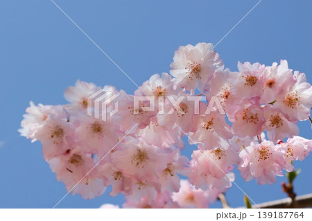 センダイシダレ　仙台枝垂　ピンク色の桜の花　クローズアップ 139187764