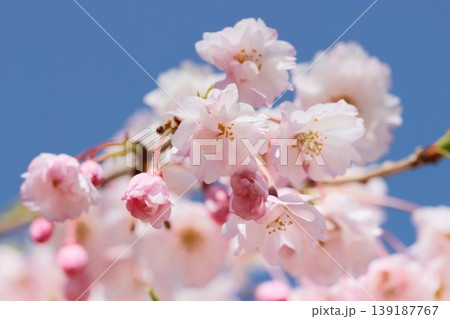 センダイシダレ 仙台枝垂 ピンク色の桜の花 クローズアップ センダイシダレ 仙台枝垂 ピンク色の桜の花 クローズアップ 139187767