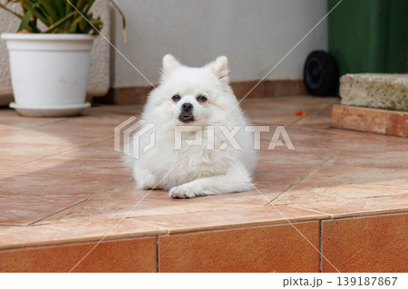 White pomeranian dog lying on a tiled patio at a house entrance. Pet portrait with fluffy fur, outdoor home setting, and copy space. 139187867