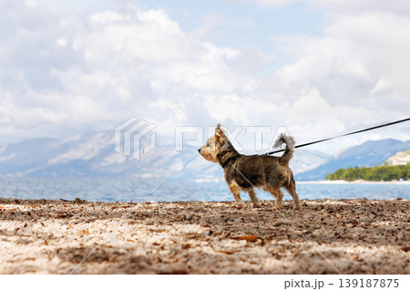 Small dog, yorkshire terrier or terrier mix walking on leash on a pebble beach by the Adriatic sea in Croatia. Small dog, yorkshire terrier or terrier mix walking on leash on a pebble beach by the Adriatic sea in Croatia. 139187875