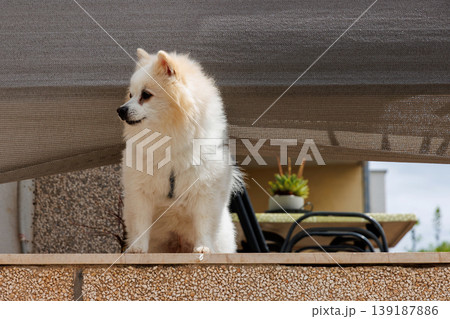 White pomeranian dog standing on a balcony of the residental house 139187886