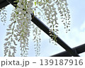 名城公園の「藤の回廊」（愛知県名古屋市） 139187916