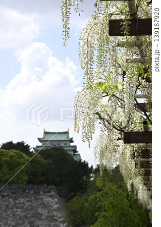 名城公園の「藤の回廊」と「名古屋城」(愛知県名古屋市) 名城公園の「藤の回廊」と「名古屋城」(愛知県名古屋市) 139187920