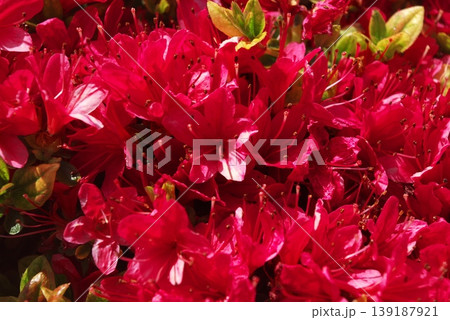 満開に咲き誇る赤色のツツジ(躑躅)の花のクローズアップ 満開に咲き誇る赤色のツツジ(躑躅)の花のクローズアップ 139187921