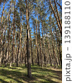 Beautiful sunny spring forest. Sunlight sunbeams through woods in forest landscape. Panorama panoramic view 139188110
