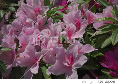 薄いピンク色のツツジ(躑躅)の花々と緑の葉の近接撮影 薄いピンク色のツツジ(躑躅)の花々と緑の葉の近接撮影 139188226