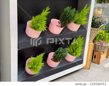 Small green ornamental plants in pink pots arranged on black shelf outside store. Minimal design, home decoration, gardening and retail display concept. 139188351
