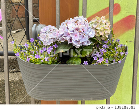 Pastel hydrangea and campanula flowers growing in a gray balcony planter on a metal fence. Urban container gardening, floral decoration, storefront detail and seasonal bloom. 139188383