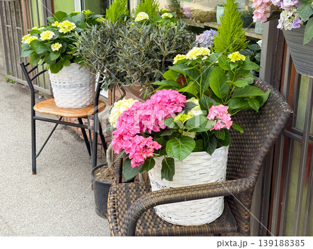 Pink and white hydrangeas with olive trees and cypress plants arranged outside a flower shop. Urban gardening, floral retail, container planting and decorative storefront design. Pink and white hydrangeas with olive trees and cypress plants arranged outside a flower shop. Urban gardening, floral retail, container planting and decorative storefront design. 139188385