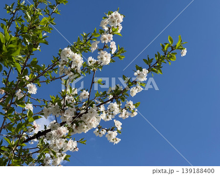 Cherry blossom branches with dense white flowers against sky. Spring flowering, pollination process, fruit tree growth, botanical structure, seasonal cycle, and plant reproduction under sunlight. 139188400