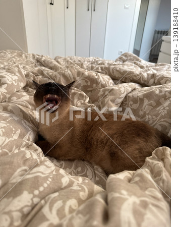 Funny siamese cat yawning on patterned bedspread in bedroom. Pet behavior, morning rest, domestic comfort, feline expression, animal care, household routine, companion mood, and cozy home. 139188410