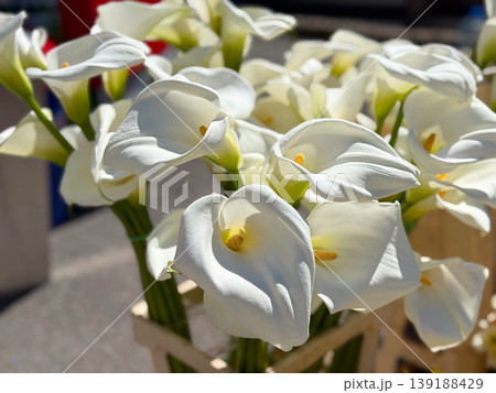 White calla lily bunches displayed in market crates under direct sun near a flower stand. Spring floristry, wedding bouquet, cut flower trade, botanical form and seasonal decoration. White calla lily bunches displayed in market crates under direct sun near a flower stand. Spring floristry, wedding bouquet, cut flower trade, botanical form and seasonal decoration. 139188429