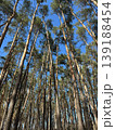 Beautiful sunrise in sunny spring forest with stream. Sunlight sunbeams through woods in forest landscape 139188454