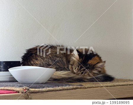 Domestic cat sleeping curled beside bowls on a wooden surface. Pet rest behavior, indoor routine, animal comfort, and quiet household moment. 139189095