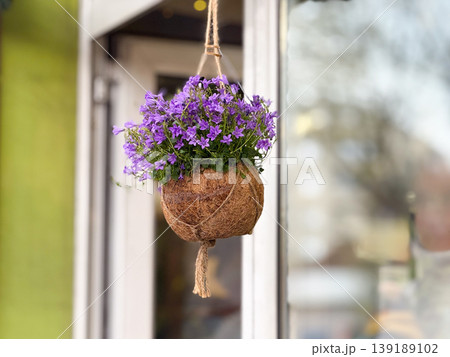 Hanging coconut planter with purple bellflower near a window. Balcony gardening, container flowers, facade decoration, seasonal planting, and urban home exterior. 139189102