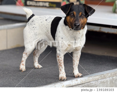 Jack russell terrier standing near a storefront entrance and looking at the camera. Pet portrait, street animal behavior, companionship, alertness, and urban routine. 139189103