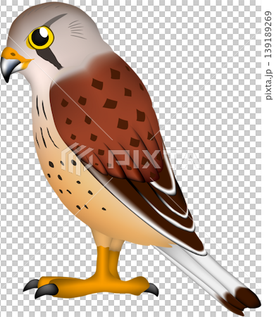 可愛的野生鳥類/猛禽插圖：“紅隼”（白色背景上的單隻鳥，向量格式） 139189269