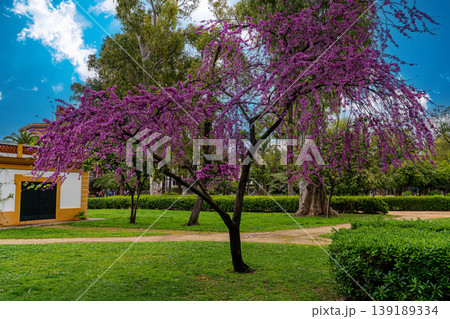 blossoming of Cercis siliquastrum or Judas tree 139189334