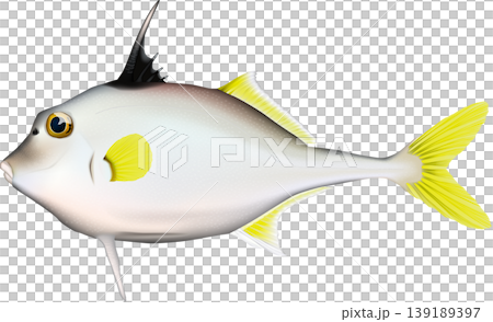 魚類插圖：“Gima”（一種魚），向量格式，白色背景。 139189397