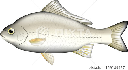 魚イラスト　「フナ(ギンブナ、マブナ)」　ベクター形式　白背景単体 139189427