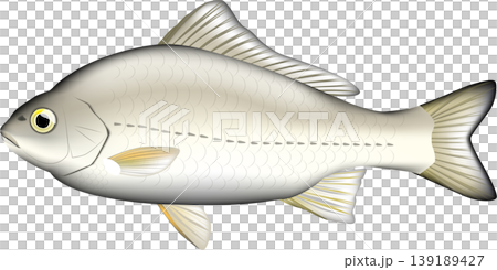 魚類插圖：鯽魚（銀鯽、普通鯽魚），向量格式，白色背景上的單張圖片。 139189427